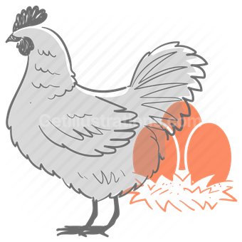 animal, pet, chicken, bird, egg, farm